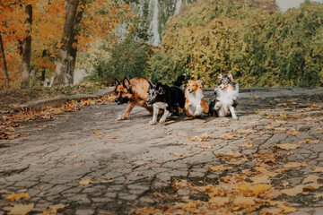 Four dogs: German Shepherd, Border Collie, Shetland Sheepdog, playing together.