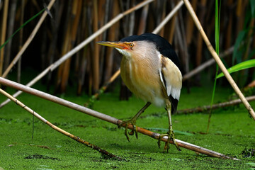 Little bittern // Zwergdommel (Ixobrychus minutus) 