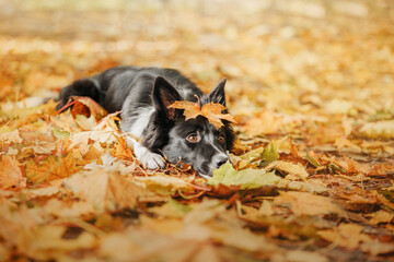Autumn with a Border Collie. Dog confidently strolling through the fall leaves, delighting in the...