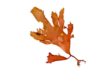 Polyneura laciniata or Erythroglossum laciniatum red alga isolated transparent png. Flat tongue weed seaweed branch. © photohampster