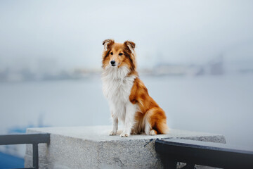 Urban Stroll with Sheltie: City Adventures with a Playful Canine Companion