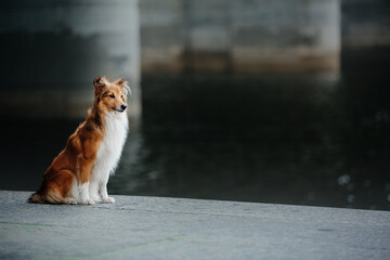 Urban Stroll with Sheltie: City Adventures with a Playful Canine Companion