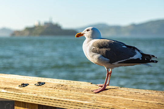 Seagull Sitting on a Pier with Alcatraz in the Background. Close-up of a seagull with blured Alcatraz Island in background at sunset in San Francisco. Seagull posing in front of Alcatraz island