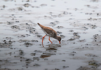 common redshank with orange legs is looking for food in shallow water