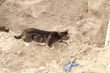 a beautiful domestic grey black striped cat walks through a pile of sand and explores the surroundings