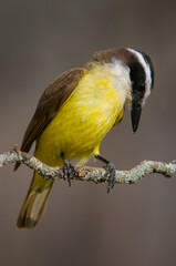 Great Kiskadee,  Pitangus sulphuratus, Calden forest, La Pampa, Argentina