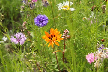 three different colored wild flowers closeup 