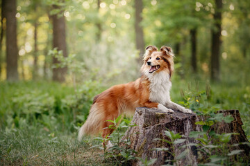 Naklejka na ściany i meble Sheltie Dog on a Walk: Serene Canine in Nature