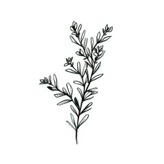 Fototapeta premium plant thyme ai generated