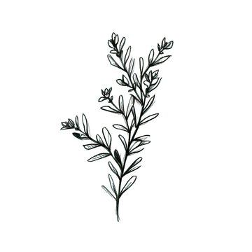 plant thyme ai generated