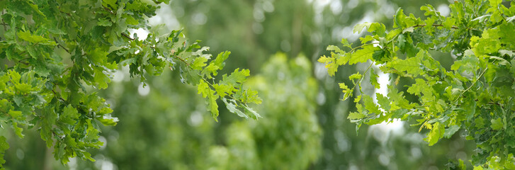 panorama of green oak branches in beautiful light, young green leaves oak, Quercus robur in spring garden, summer park, peaceful natural background, blur organic plant leaves shallow depth field