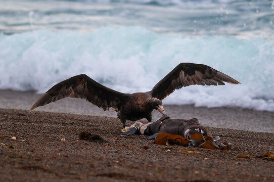 Giant Petrel , Peninsula Valdes, Unesco World heritage site, Chubut Province, Patagonia, Argentina.