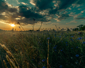 sunset field with flowers and sky