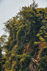 green trees and jungle on rock