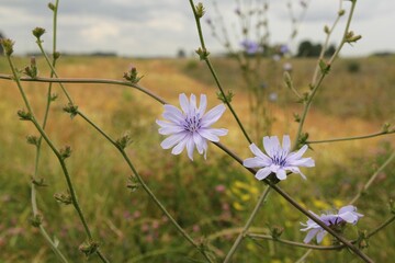 a branch of the wild cichory with beautiful blue flowers closeup and a flowery field in the background