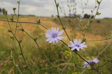 a branch of the wild chicory with beautiful blue flowers closeup and a flowery field in the background