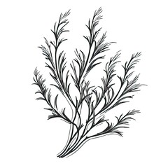 Fototapeta premium sketch milfoil ai generated