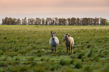 Herd of horses in the coutryside, La Pampa province, Patagonia,  Argentina.