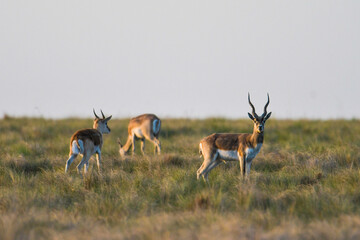 Male Blackbuck Antelope in Pampas plain environment, La Pampa province, Argentina