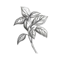 leaves basil ai generated
