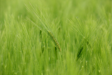Close up view with young wheat grain field. Agriculture and farming industry. Food ingredients.