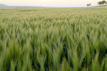 View of young wheat grain field. Agriculture and farming industry.Food ingredients.