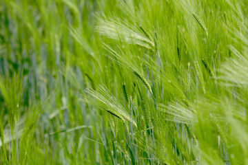 Close up view with young wheat grain field. Agriculture and farming industry. Food ingredients.