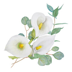 Obraz premium Watercolor clipart of white calla lily flowers and eucaliptus branch. Hand drawn floral illustration for wedding invitations, floristic, beauty salon. Isolated composition of tropical water arum