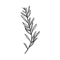 Obraz premium green rosemary leaves ai generated