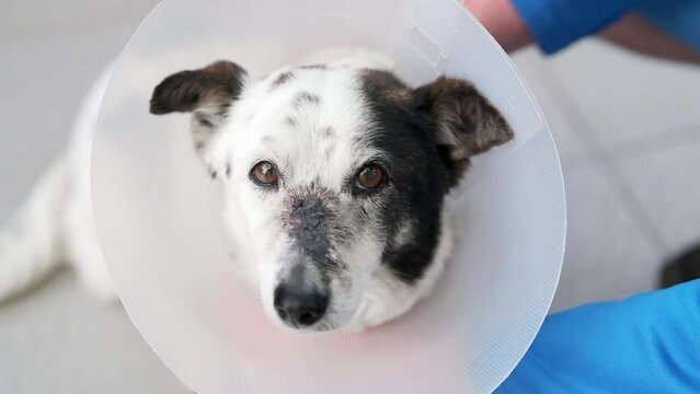 Handheld shot of a small black and white mongrel dog sitting sad, in a veterinary collar or cone, beside its owner. Looking at the camera, close up.