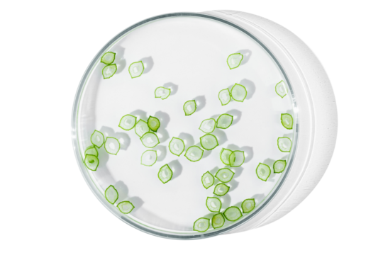 Petri dish isolated on empty background. green leaves, parts of plants in liquid in a petri dish.