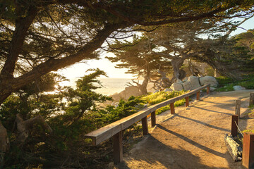 Avenue of cypresses near Pubble Beach at sunset. Viewpoint Pebble Beach Monterey California....