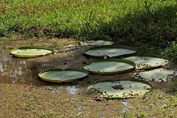Seerosenbl&auml;tter im Regenwald