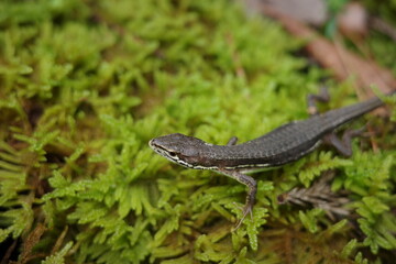 里山の生き物　森の中で暮らすカナヘビ