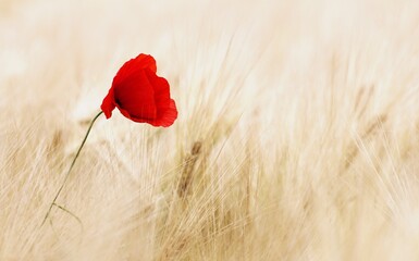 poppy in the wheat field