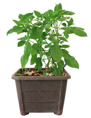 Thai Besil in pot on isolate and white background and make clipping path