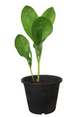 Thai Herbs on white background and make clipping path