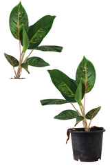 Garden Tree on isolated background and make clipping path