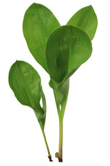 Thai Herbs on white background and make clipping path