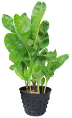 Thai Herbs on white background and make clipping path