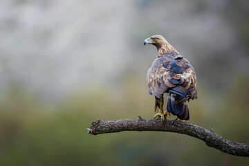 Águila real posada sobre un tronco y con una gota de agua en el pico
