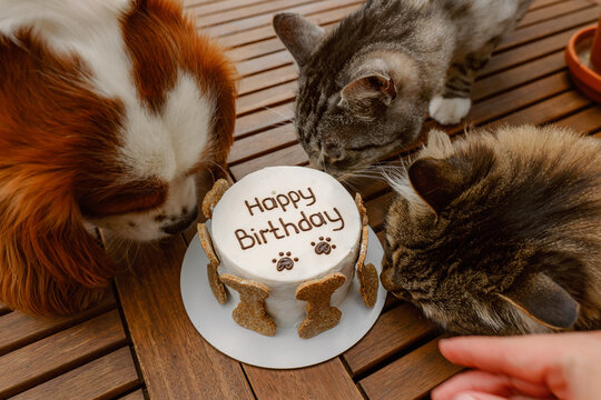 Animal's birthday party. Dog and cats celebrate birthday. Cake for pet made of cookies in shape of meat bones.