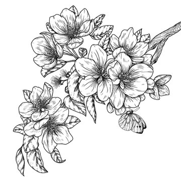 Vector illustration of an apple blossom branch with a butterfly in engraving style