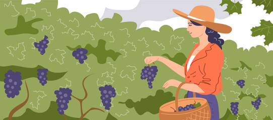 Obraz na płótnie Canvas A young beautiful girl collects grapes in a basket. Holding a bunch of grapes in his hand. Green vineyard on the farm. Ripe fruit for wine. Autumn harvest season. Vector illustration