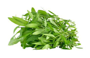 Tarragon herbs on transparent png