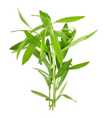 Obraz premium Tarragon herbs on transparent png