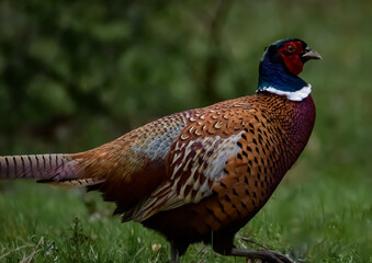 pheasant in woodland field close up game bird fowl