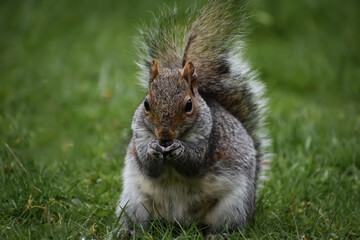 Close up detail shot of squirrel in grass eating looking into camera sitting 