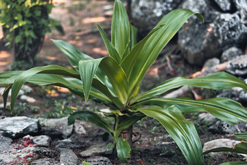 plant with green leaves in the ground