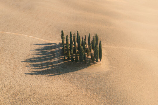 Aerial view of Val D'Orcia cypresses at sunset, Tuscany, Italy.